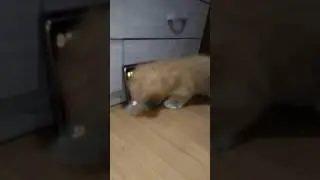 Cacau faixa preta 