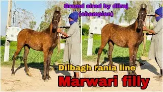ਮਾਰਵਾੜੀ ਬੱਚੀ ਘੱਟ ਰੇਟ ਚ ਬਣਜੂ ਪਰ ਬਣੂ ਬਹੁਤ ਵੱਡੀ ਮਾ ਪਿਓ ਦਾਦਾ ਨਾਨਾ ਸਾਰੇ ਚੈਪੀਅਨ ਆ