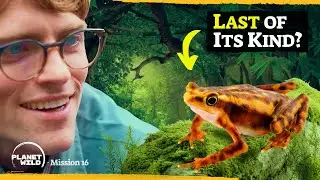 Searching for the world’s lost frogs