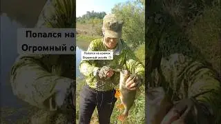 #рыбалка 🎣 #окунь #рыбак #улов