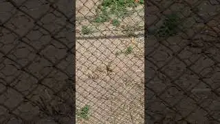 Суслики в New Zoo 🐀😄🌿🌳🌾🌲 Познань, Poznan, Poland