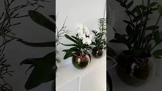 Фаленопсис в сфагнум фускум  #sphagnum_eco #сфагнумфускум #orchid #фаленопсис #орхидеи #мохсфагнум