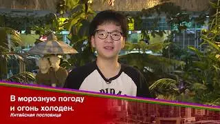 Что означает выражение «собачий холод»?