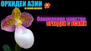 Секреты выращивания башмаков и не только легендарные пафиопидилюымы Incharm Orchid Laboratory