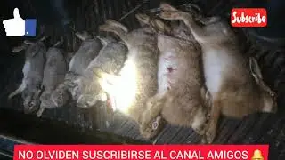 Caza de conejos y liebres con rifles pcp pr900 y p15!!trehuaco, bio bio, Chile