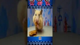 Hamster Eat Squid Game Dagona Candy In The Hell Hamster Maze