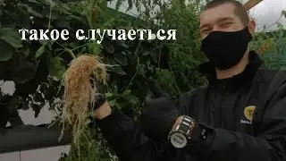 Биопрепараты обработка помидор  на гидропонике NFT система.Такое случаеться пробка из за корней
