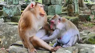What are you doing Jane? The male pigtail monkey so comfortable receiving