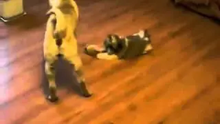 смешные собаки MOV