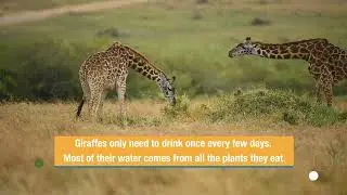 Maasai Giraffes / Reticulated giraffe / Wildlife Photography / Maasai Mara / Versatile Photographers