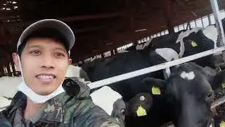 perjalanan menuju tempat pemerahan susu