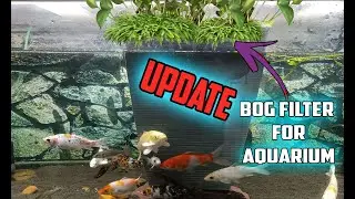 What Is Next For DIY Bog Filter Aquarium ?