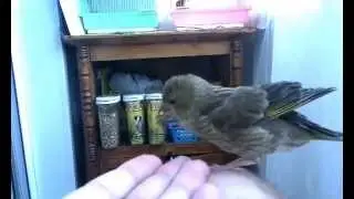 Птенец зеленушки