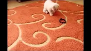 Любопытные котики