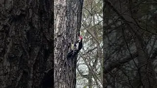 Дятел из Ессентуков