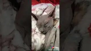 Опять он спит🌙