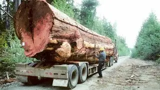 How To Recycle All The Wood Around Us. Machines and Technologies Revolutionizing the Industry