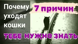 Почему кошки уходят из дома. 7 причин.