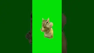 squirrel green Screen