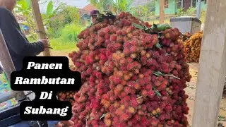 Panen Rambutan