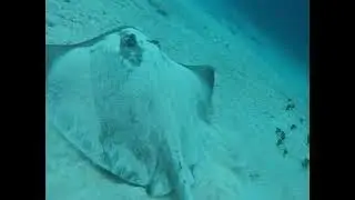 Swimming Right Next to a Stingray!!!