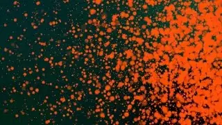 Free Orange Particle Background Loop - HD