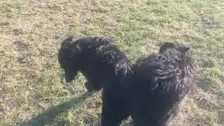 Gara i Cigo