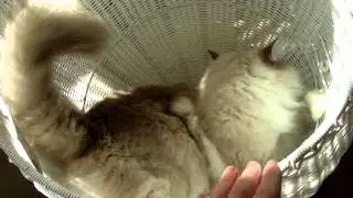 Modern Cat Furniture - The Refined Feline Kitty Ball Cat Bed™ Arrives ラグドール Floppycats