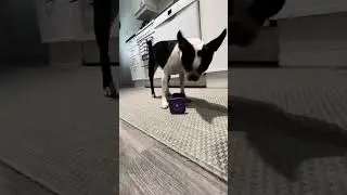 Täplä ja kosketusalusta + noutokapula