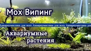 Мох Випинг. Плакучий мох.Vesicularia ferriei «Weeping Moss»