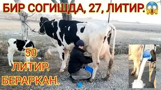 50 ЛИТИР СУТ БЕРАРКАН КУНИГА, ХАММАГА  РАХМАТ  СИГИР СОТИЛГАН