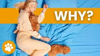 The Real Reasons Why Dogs Sleep With Humans