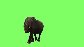 elefante real green screen