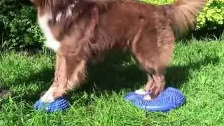 Kraft - und Koordinationstraining für Hunde