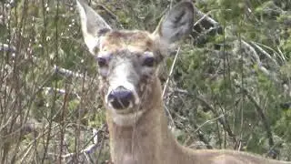 Close up with deer on NB Pipeline - Atv trail