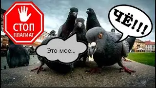 Голубя опять сплагиатили, но в этот раз он....