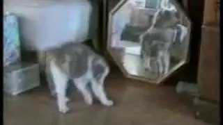 funny  cats