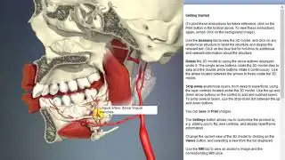 Lingual artery: dorsal lingual branches | Arteries of head and neck | 3D Human Anatomy | Organs