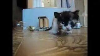 # video202085773 164986040