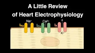 A Little Review of Heart Electrophysiology #anatomy #physiology #heart #electrophysiology #ions