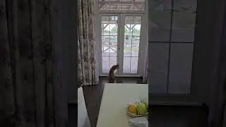 Барбосу не надо открывать ,они сами с усами!