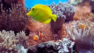 De beaux poissons de récif corallien avec de la musique - méditation, relaxation, détente, spa, yoga