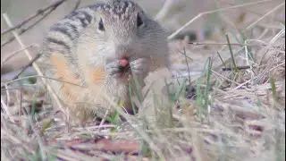 Thirteen Lined Ground Squirrel aka Minnesota Gopher