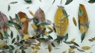 Photogrammetry - Leaf Showcase