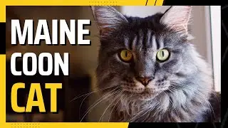 Maine Coon: 10 Amazing Facts You Need To Know