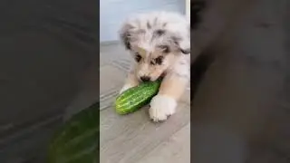 Девочка Аусси