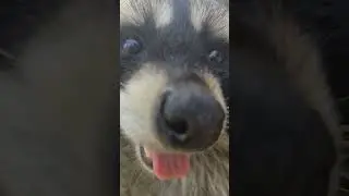 енот угулян значит ночью будет спать енот витя 