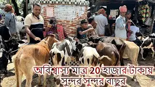 অবিশ্বাস্য মাত্র 20 হাজার টাকায় সুন্দর সুন্দর বাছুর