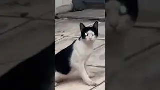 Τρόμαξα μία Γάτα 😂