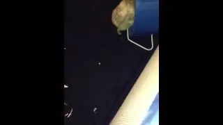 Penelope is too fat to fit on her wheel